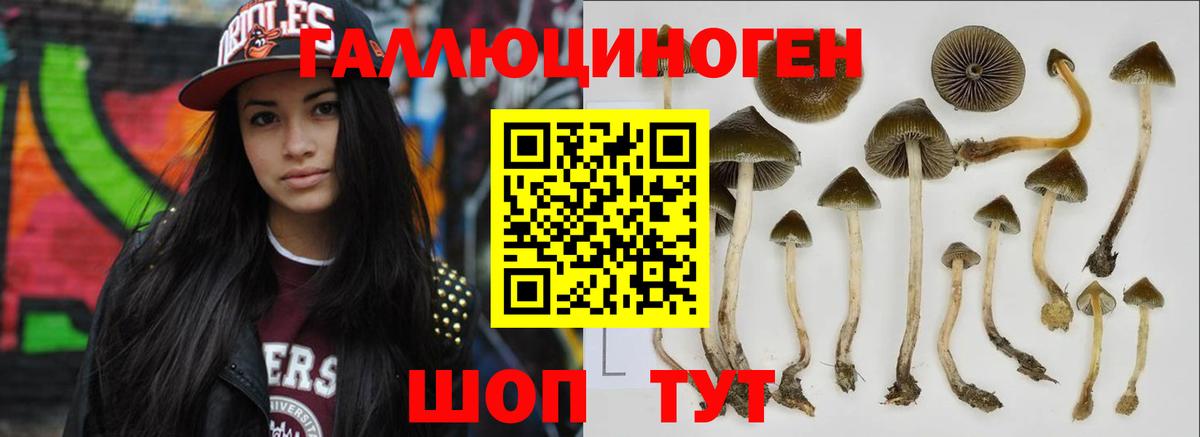 Галлюциногенные грибы Psilocybe Новотроицк